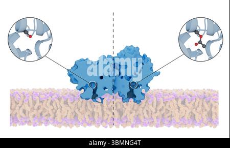 Illustration du mécanisme d'action de l'aspirine au sein de l'enzyme cyclooxygénase (COX). L'aspirine acétyle un résidu sérine clé de la COX, conduisant à un changement structurel irréversible du site actif de la COX qui l'empêche d'agir sur l'acide arachidonique pour produire des réponses inflammatoires. Banque D'Images