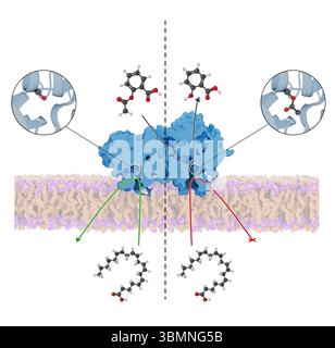 Illustration du mécanisme d'action de l'aspirine au sein de l'enzyme cyclooxygénase (COX). L'aspirine acétyle un résidu sérine clé de la COX, conduisant à un changement structurel irréversible du site actif de la COX qui l'empêche d'agir sur l'acide arachidonique pour produire des réponses inflammatoires. Banque D'Images