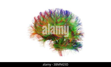 Illustration d'un tractogramme cérébral à haute résolution, représentant le réseau complexe de voies neuronales dans le cerveau humain. Les faisceaux de fibres complexes sont visualisés à l'aide de l'imagerie de tenseur de diffusion avancée (DTI), fournissant des informations sur la connectivité et la structure de la substance blanche du cerveau. Banque D'Images