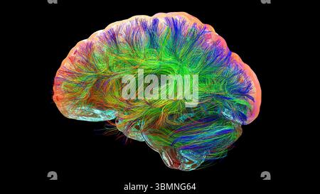 Illustration d'un tractogramme cérébral à haute résolution, représentant le réseau complexe de voies neuronales dans le cerveau humain. Les faisceaux de fibres complexes sont visualisés à l'aide de l'imagerie de tenseur de diffusion avancée (DTI), fournissant des informations sur la connectivité et la structure de la substance blanche du cerveau. Banque D'Images