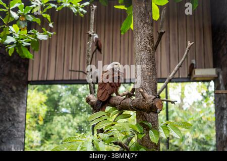 Aigle à ventre blanc en action au zoo de Bandung Banque D'Images