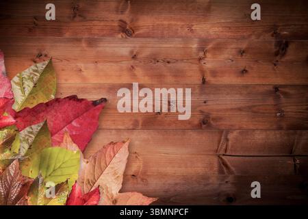 Les feuilles d'automne colorées reposent sur des planches de bois aux tons chauds de conception plate avec du grain, un espace de copie Banque D'Images