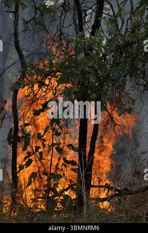 Le brûlage à contre-courant, également connu sous le nom de brûlage prescrit ou brûlage de réduction des risques, est une stratégie de gestion des incendies en Australie. Banque D'Images