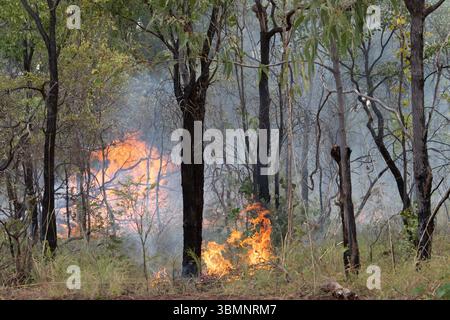 Le brûlage à contre-courant, également connu sous le nom de brûlage prescrit ou brûlage de réduction des risques, est une stratégie de gestion des incendies en Australie. Banque D'Images