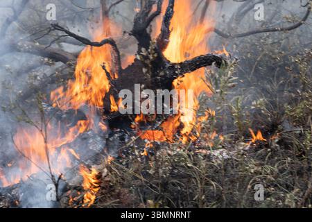 Le brûlage à contre-courant, également connu sous le nom de brûlage prescrit ou brûlage de réduction des risques, est une stratégie de gestion des incendies en Australie. Banque D'Images