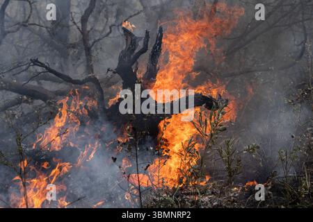 Le brûlage à contre-courant, également connu sous le nom de brûlage prescrit ou brûlage de réduction des risques, est une stratégie de gestion des incendies en Australie. Banque D'Images