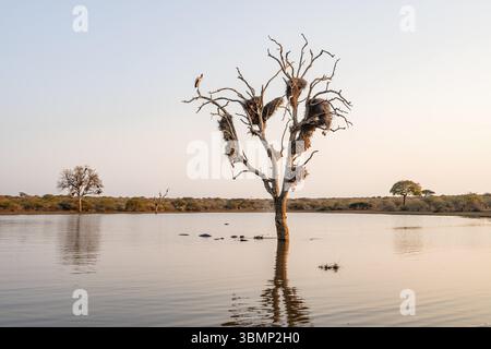 Lac encore avec réflexion et arbre mort plein de nids d'oiseaux, hippopatamus (Hippopatamus amphibius), groupe dans l'eau à la lumière du soir, Sunset Dam, Kru Banque D'Images