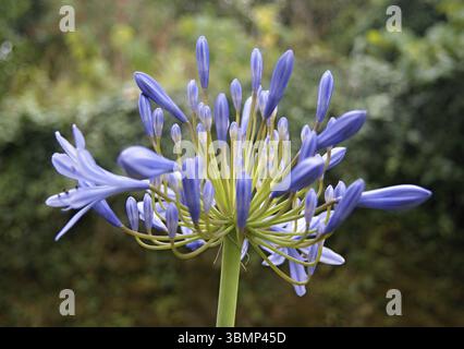 Gros plan d'une belle fleur d'agapanthus africanus en pleine floraison, mettant en valeur ses pétales violets vibrants et sa structure délicate Banque D'Images