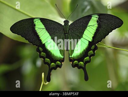 Gros plan d'un beau papillon Emerald Swallowtail avec des motifs verts et noirs saisissants sur ses ailes, reposant sur une feuille verte Banque D'Images