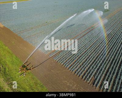 Système d'irrigation dans la culture industrielle des légumes dans l'agriculture avec l'eau et arc-en-ciel comme vue aérienne Banque D'Images