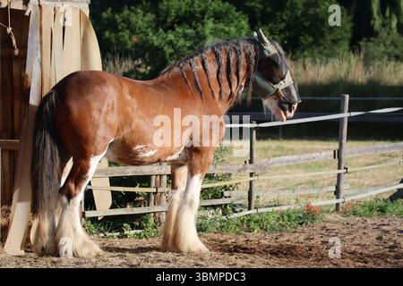 Clydesdale profitant du soleil du matin Banque D'Images