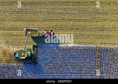 Vue aérienne de la moissonneuse-batteuse déchargeant les grains de maïs dans la remorque du tracteur dans un champ cultivé au coucher du soleil Banque D'Images