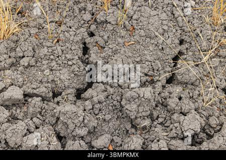 Fissures dans le sol sec des champs agricoles dues à la sécheresse en été chaud, Allemagne, Europe Banque D'Images