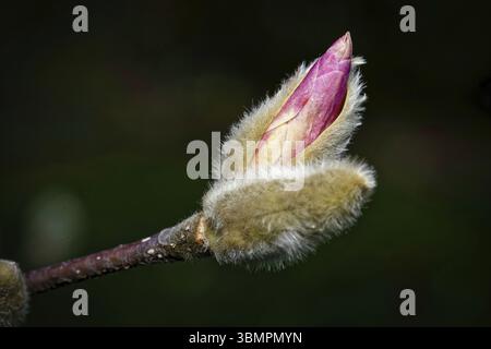 Magnoliaceae gros plan de magnolia rose s'ouvrant du bourgeon poilu début mars Banque D'Images