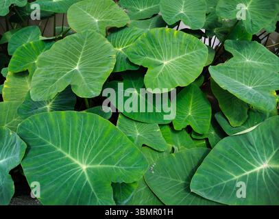 Groupe de feuilles de plantes d'eau d'oreille d'éléphant vert Banque D'Images