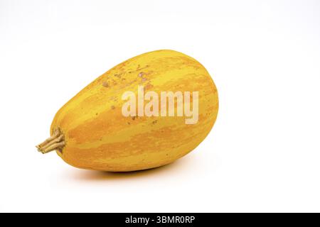 Une citrouille de jardin à rayures jaunes issue de la culture biologique comme nourriture saine exposée avec mise au point empilée devant le fond blanc dans le studio Banque D'Images