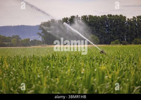 Jet d'eau d'une irrigation dans un champ de maïs en été chaud, Allemagne dans le changement climatique Banque D'Images