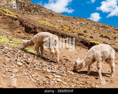 Alpagas sauvages velus broutant sur les montagnes escarpées de Vinicunca, région de Cusco, Pérou Banque D'Images