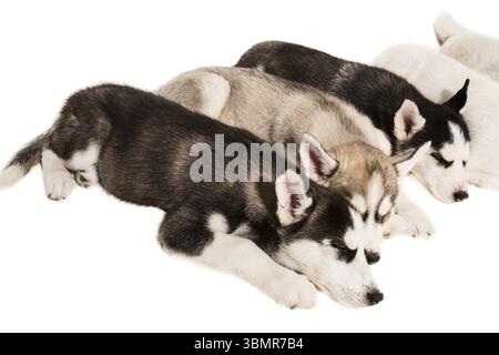 Groupe de chiots élèvent les Huskies isolés sur fond blanc. Les chiots les plus charismatiques. Tout le monde dort Banque D'Images