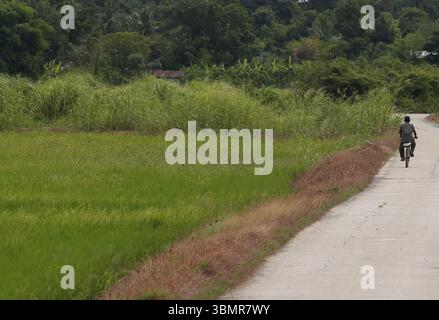 Nakhon Sawan, Thaïlande. 28 juin 2025. Un homme fait du vélo à côté d'une rizière dans la province au nord de Bangkok. Crédit : SOPA images Limited/Alamy Live News Banque D'Images