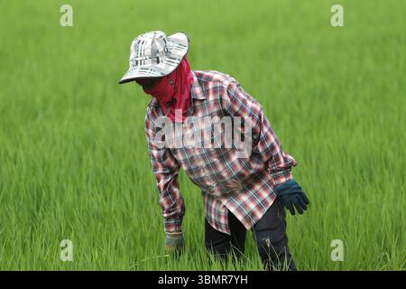 Nakhon Sawan, Thaïlande. 28 juin 2025. Une agricultrice travaille dans sa rizière dans la province au nord de Bangkok. Crédit : SOPA images Limited/Alamy Live News Banque D'Images
