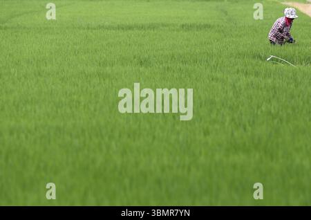 Nakhon Sawan, Thaïlande. 28 juin 2025. Une agricultrice travaille dans sa rizière dans la province au nord de Bangkok. Crédit : SOPA images Limited/Alamy Live News Banque D'Images