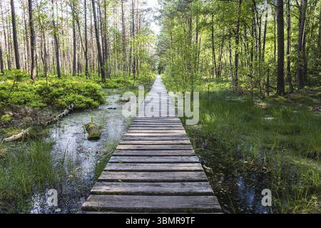 Sentier en bois menant le long du marais entouré de forêt. Terres marécageuses et marécages, marais, tourbière Banque D'Images