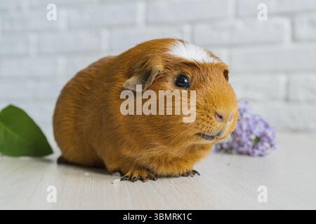 Le cobaye ou le cobaye domestique Cavia porcellus, également connu sous le nom de cavy ou cavy domestique Banque D'Images