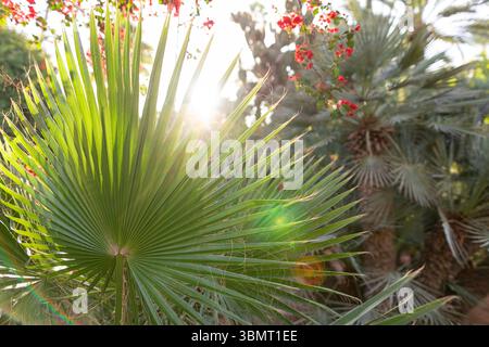 Lumière du soleil brillante à travers la feuille de palmier verte avec fond floral – vibrations tropicales et texture botanique Banque D'Images