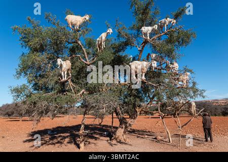 Curieuses chèvres perchées sur un arbre dans le paysage aride du Maroc, illustrant le comportement animal local et les traditions durables de récolte des fruits d'argan Banque D'Images