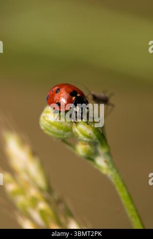 Coccinelle sur un bouton de fleur – photographie macro nature avec une faible profondeur de champ et un fond vert doux Banque D'Images