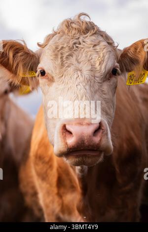 Gros plan détaillé du visage d'une vache montrant le museau, la texture de la fourrure et les étiquettes d'identification dans une lumière extérieure naturelle Banque D'Images