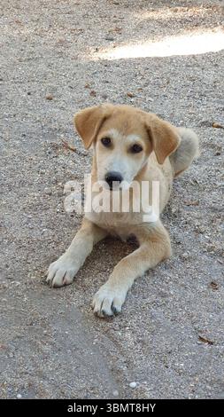Chiot golden retriever Banque D'Images