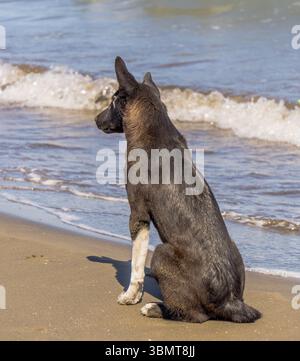 Chien sur la plage Banque D'Images