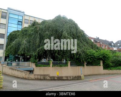 welch eine prachtvolle Haenge Rotbuche... Fagus Silvatica pendula Haenge Rotbuche *** quel magnifique hêtre Fagus Silvatica pendula Haenge Rotbuche Banque D'Images