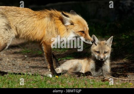 Renard rouge (Vulpes vulpes). Printemps dans la forêt nationale de Shoshone, Wyoming, États-Unis. Fox mère jouant avec chiot aka kit. Banque D'Images
