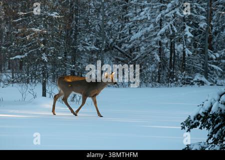 Cerf de Virginie (Odocoileus virginianus). Tôt le matin de février dans le parc national d'Acadia, Maine, États-Unis. Banque D'Images