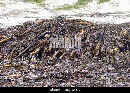 Varech, une algue Laminariales ou algue, échouée sur la plage après une tempête, Olifantsbos, Cape point, Cape Town Afrique du Sud Banque D'Images