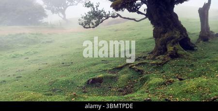 Ancienne forêt de lauriers dans le brouillard, Madère, Portugal. site classé au patrimoine de l'unesco pour sa nature unique et ses arbres millénaires Banque D'Images