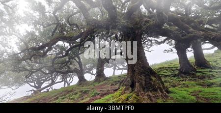 Ancienne forêt de lauriers dans le brouillard, Madère, Portugal. site classé au patrimoine de l'unesco pour sa nature unique et ses arbres millénaires Banque D'Images