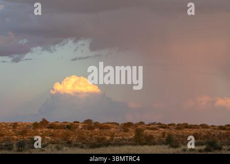 Orage estival sur un paysage du Kalahari parsemé d'épines de chameau sur des dunes rouges dans la savane aride, Cap Nord, Afrique du Sud Banque D'Images