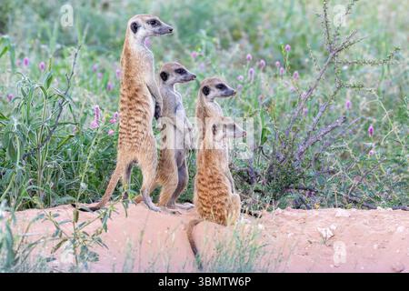 Groupe familial de Meerkats (Suricata suricatta), dans la savane des prairies au printemps, Kalahari, Cap Nord, Afrique du Sud Banque D'Images