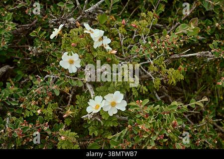 Rose sauvage (Rosa sp.) Avec des fleurs blanches, des étamines et des feuilles vertes poussant entre les rochers de granit sur le versant ouest du Grand Chimgan, Ouzbékistan. Banque D'Images