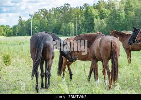 Dans un très grand paddock, les chevaux ne sont autorisés à être que des chevaux. Banque D'Images