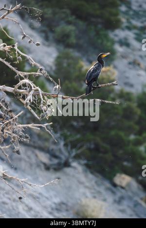 Grand oiseau de mer cormoran noir assis sur la branche Banque D'Images