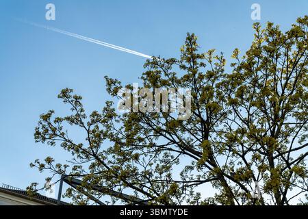 Un jet traîne à travers un ciel bleu clair, laissant derrière lui une traînée pointue, tandis que des branches d'arbres bourgeonnantes au premier plan laissent présager à l'arrivée du printemps. Banque D'Images