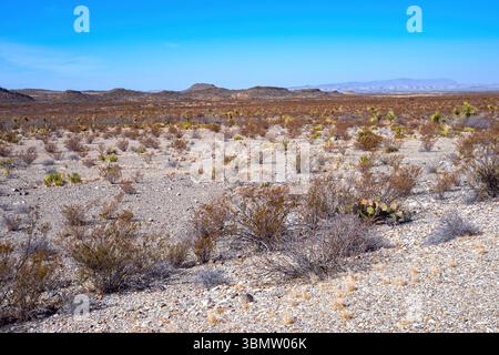Désert de Sagebrush dans le sud du Texas dans le parc national de Big Bend Banque D'Images