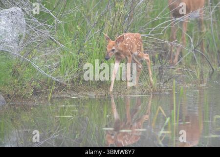 Cerf de Virginie (Odocoileus virginianus) faon. ; Été dans le parc national Acadia ; Maine ; États-Unis. Banque D'Images