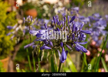 Gros plan de la fleur violette vibrante Agapanthus fleurissant dans le jardin Vila Europa, sur l'avenue principale Monte Verde, avec un fond soft focus. Banque D'Images
