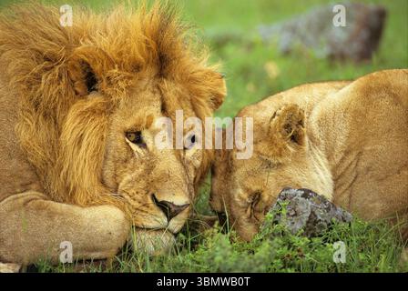 Camarades African Lion (Panthera leo). Janvier dans la réserve nationale du Masai Mara, Kenya, Afrique de l'est. Janvier 1998. Accoupler des lions dormant sur le Serengeti Banque D'Images